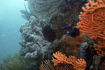 ソフトコーラル