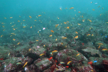 マスターダイバーコース