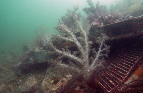 シーボーンアート