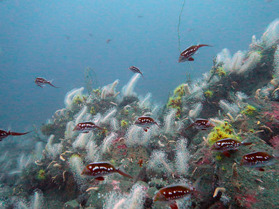 スキューバダイビング