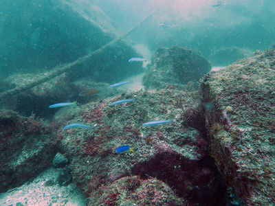 スキューバダイビング